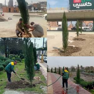 کاشت چندین اصله درخت سرو در دو نقطه شهر آمل